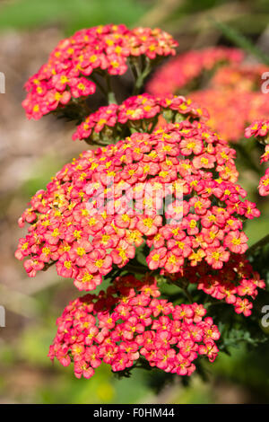 Rote und gelbe Blumen in den flachen Köpfen der Schafgarbe, Achillea Millefolium 'Forncett Fletton' Stockfoto
