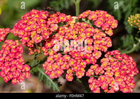 Rote und gelbe Blumen in den flachen Köpfen der Schafgarbe, Achillea Millefolium 'Forncett Fletton' Stockfoto