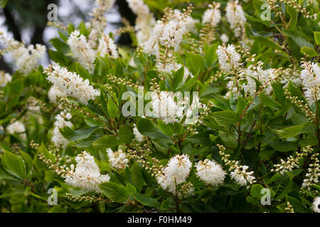 Rispen von duftenden weißen Blüten der Paprika Busch, Clethra alnifolia Stockfoto