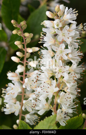 Rispen von duftenden weißen Blüten der Paprika Busch, Clethra alnifolia Stockfoto