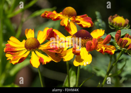 Roten und gelben Blüten von den lange blühenden Sneezeweed, Helenium "Can Can" Stockfoto