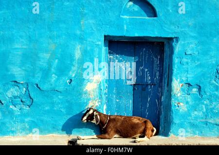 Orchha Dorf, indische Ziege ruht in der Nachmittagssonne, Madhya Pradesh, Indien Stockfoto