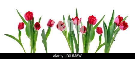 Rote Tulpe horizontale Banner isoliert auf weiss Stockfoto