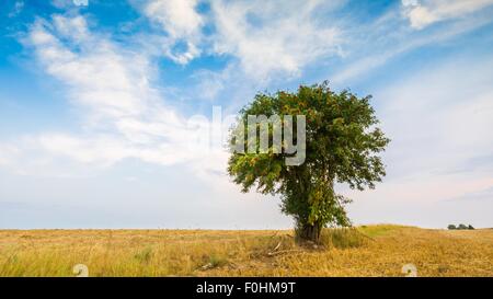 Stoppelfeld mit mit einzelnen alten Eberesche. Schönen Sommer ländliche Landschaft fotografiert in Polen. Stockfoto