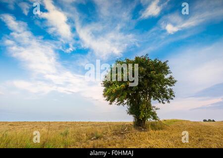 Stoppelfeld mit mit einzelnen alten Eberesche. Schönen Sommer ländliche Landschaft fotografiert in Polen. Stockfoto