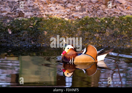 Storch, Reiher, Möve, Essen, Raubtiere, Porciglione in einem See, fliegen, Essen einen Frosch, Wasser trinken Stockfoto