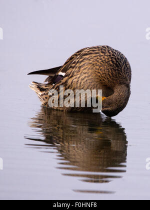 Storch, Reiher, Möve, Essen, Raubtiere, Porciglione in einem See, fliegen, Essen einen Frosch, Wasser trinken Stockfoto