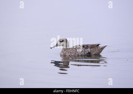 Storch, Reiher, Möve, Essen, Raubtiere, Porciglione in einem See, fliegen, Essen einen Frosch, Wasser trinken Stockfoto