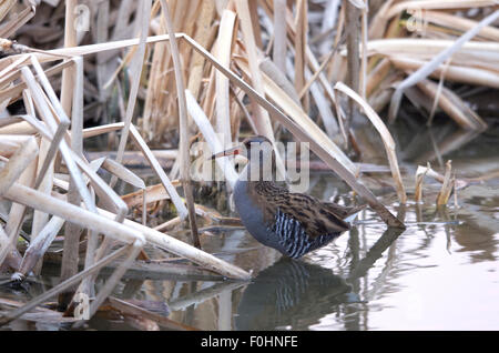 Storch, Reiher, Möve, Essen, Raubtiere, Porciglione in einem See, fliegen, Essen einen Frosch, Wasser trinken Stockfoto