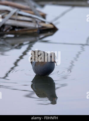 Storch, Reiher, Möve, Essen, Raubtiere, Porciglione in einem See, fliegen, Essen einen Frosch, Wasser trinken Stockfoto