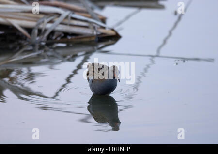 Storch, Reiher, Möve, Essen, Raubtiere, Porciglione in einem See, fliegen, Essen einen Frosch, Wasser trinken Stockfoto