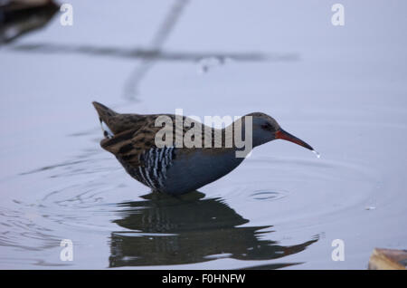 Storch, Reiher, Möve, Essen, Raubtiere, Porciglione in einem See, fliegen, Essen einen Frosch, Wasser trinken Stockfoto