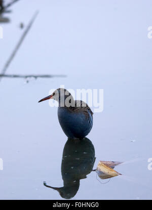 Storch, Reiher, Möve, Essen, Raubtiere, Porciglione in einem See, fliegen, Essen einen Frosch, Wasser trinken Stockfoto