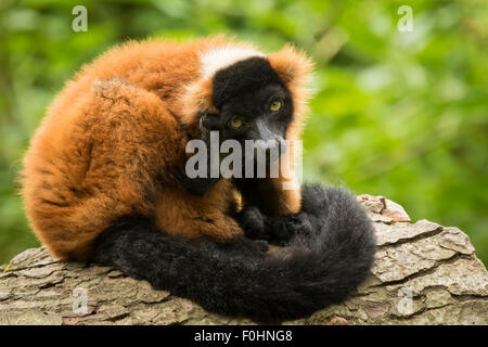 Einen Gefangenen roten Ruffed Lemur (Varecia Rubra) stützte sich auf einen Baumstamm, in einem Wald. Diese Primaten sind beheimatet in den Regenwäldern Stockfoto