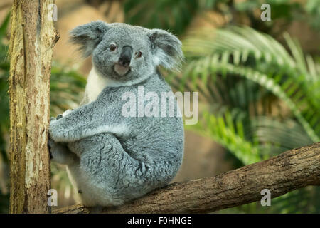 Koala Seite Ansicht Closeup in einem Wald. Stockfoto