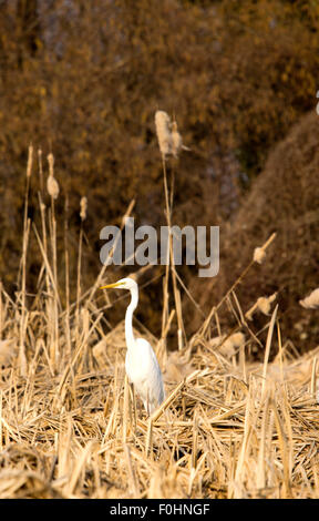 Storch, Reiher, Möve, Essen, Raubtiere, Porciglione in einem See, fliegen, Essen einen Frosch, Wasser trinken Stockfoto