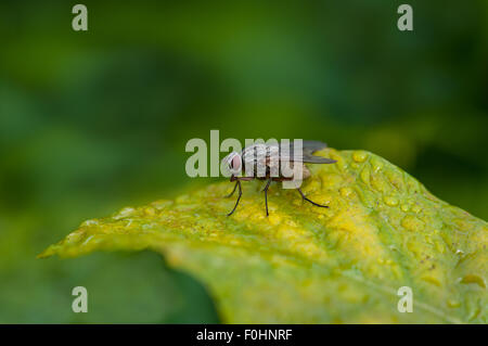 Fleisch-Fly auf Blatt Stockfoto