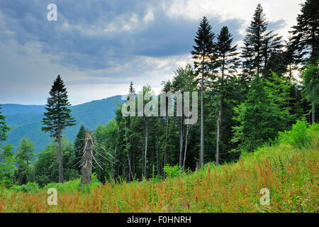 Tannen (Abies SP.) in unberührten Buchenholz-Tannenwald, Runcu Tal, Dambovita County, Leota Bergkette, Rumänien, Juli 2011 Stockfoto