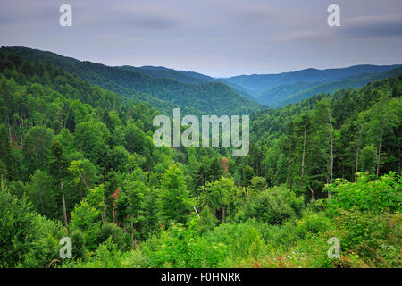 Tannen (Abies SP.) in unberührten Buchenholz-Tannenwald, Runcu Tal, Dambovita County, Leota Bergkette, Rumänien, Juli 2011 Stockfoto