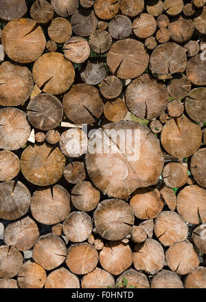 Nahaufnahme von Baumstämmen. Stockfoto