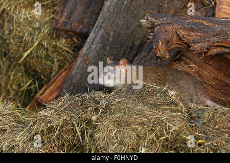 Ratte auf Heu und alten Holzdielen Stockfoto