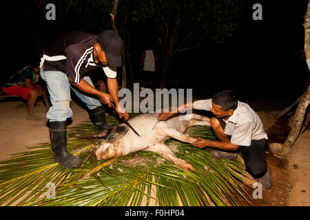 Coclé Provinz, Republik Panama, 16. August. 2015. Haar wird von der Familie Martinez Schwein, Pancho, an seinem Tag der Schlachtung entfernt. Aus dem Inneren der Provinz Coclé, Republik von Panama. Bildnachweis: Oyvind Martinsen/Alamy Live-Nachrichten Stockfoto