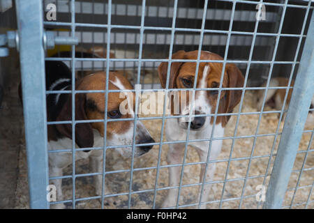 Eingesperrte Hund Hunde, Lowther Land zeigen. Penrith Cumbria England 15.8.15 Stockfoto