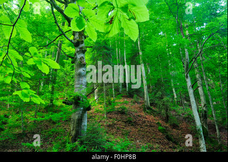 Buche verlässt (Fagus Sylvativa) in einer gemischten Buche und Tanne (Abies sp) Wald, Crovul Valley Schlucht, Arges County, Leota Bergkette, Rumänien, Juli Stockfoto