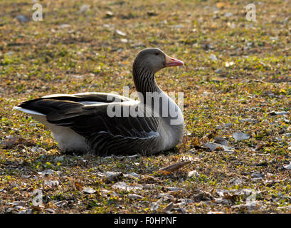 Storch, Reiher, Möve, Essen, Raubtiere, Porciglione in einem See, fliegen, Essen einen Frosch, Wasser trinken Stockfoto