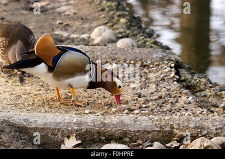 Storch, Reiher, Möve, Essen, Raubtiere, Porciglione in einem See, fliegen, Essen einen Frosch, Wasser trinken Stockfoto