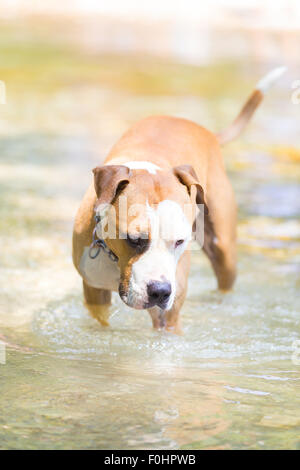 Amerikanischer Staffordshire-Terrier Hund im Wasser spielen. Stockfoto