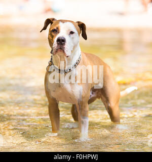 Amerikanischer Staffordshire-Terrier Hund im Wasser spielen. Stockfoto