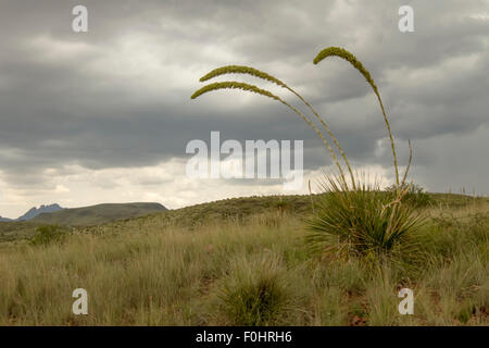 Drei Sotol Kaktus in den Davis Mountains in der Nähe von Fort Davis in West-Texas. Stockfoto