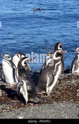 Detail der Magellan-Pinguine an der Küste der Halbinsel Valdes in Argentinien. Stockfoto