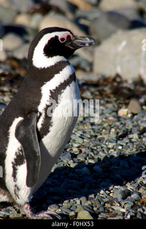 Detail der Magellan-Pinguine an der Küste der Halbinsel Valdes in Argentinien. Stockfoto