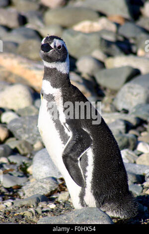 Detail der Magellan-Pinguine an der Küste der Halbinsel Valdes in Argentinien. Stockfoto