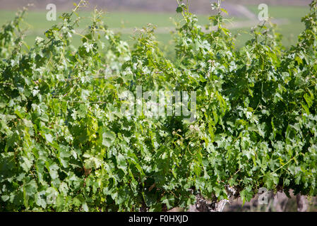 Weingut in San Juan, im Norden von Argentinien. Provinz San Juan. Stockfoto