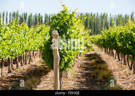 Weingut in San Juan, im Norden von Argentinien. Provinz San Juan. Stockfoto