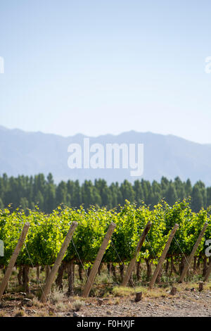 Weingut in San Juan, im Norden von Argentinien. Provinz San Juan. Stockfoto