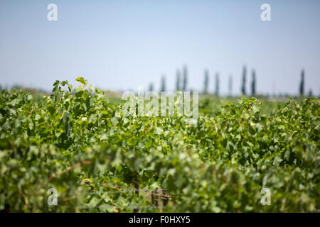 Weingut in San Juan, im Norden von Argentinien. Provinz San Juan. Stockfoto