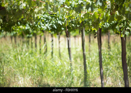 Weingut in San Juan, im Norden von Argentinien. Provinz San Juan. Stockfoto