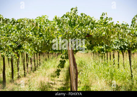 Weingut in San Juan, im Norden von Argentinien. Provinz San Juan. Stockfoto