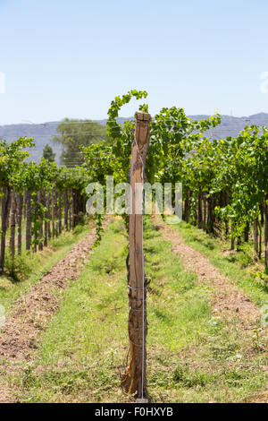 Weingut in San Juan, im Norden von Argentinien. Provinz San Juan. Stockfoto