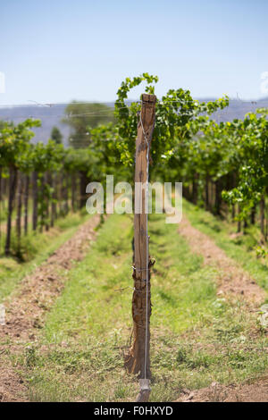 Weingut in San Juan, im Norden von Argentinien. Provinz San Juan. Stockfoto