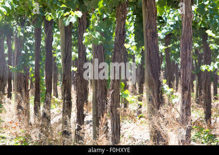 Weingut in San Juan, im Norden von Argentinien. Provinz San Juan. Stockfoto