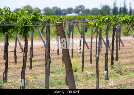 Weingut in San Juan, im Norden von Argentinien. Provinz San Juan. Stockfoto