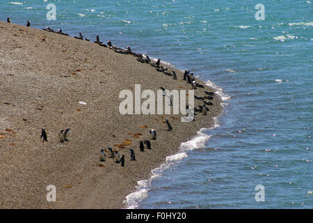 Magellan-Pinguine ausgerichtet in einer Reihe an der Küste der Halbinsel Valdes in Argentinien. Stockfoto