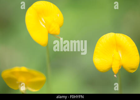 Hintergrund der gelben tropischen Blüten mit grünen unscharfen Hintergrund Stockfoto