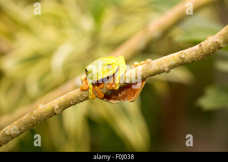 Eine Makroaufnahme einer Red-Eyed Laubfrosch (Agalychnis Callidryas) sitzen auf einem Ast Stockfoto