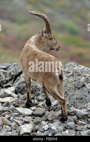 Spanischer Steinbock (Capra Pyrenaica) Peña de Francia reservieren, Sierra de Gata, Salamanca-Viertel, Castilla y Leon, Spanien Stockfoto